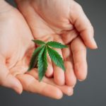 uso legal de cannabis